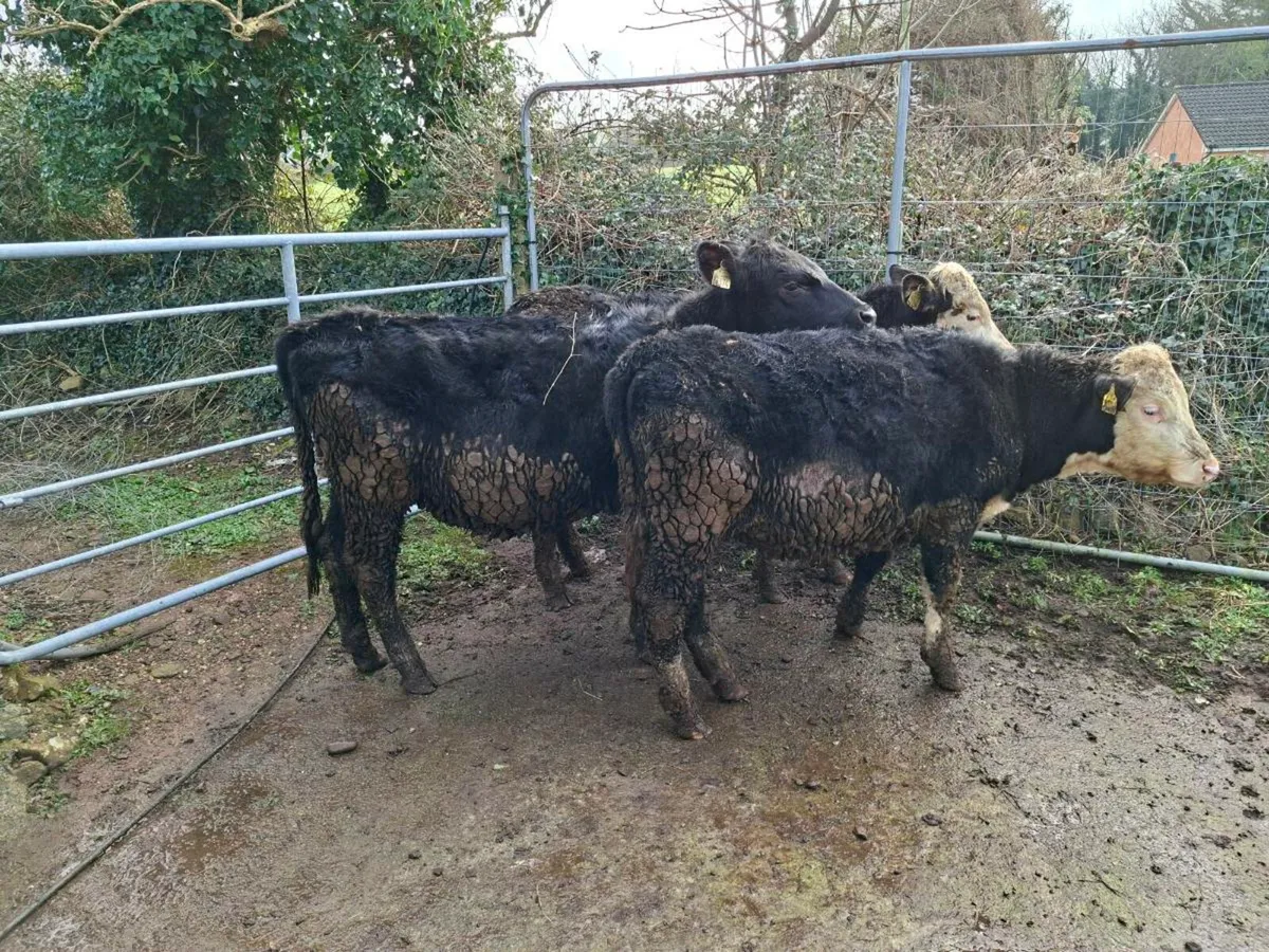 3 heifers - Image 4