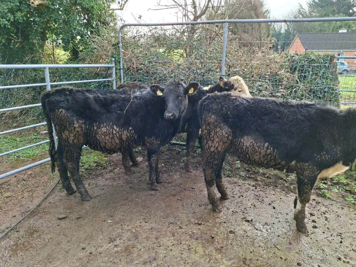 3 heifers - Image 1