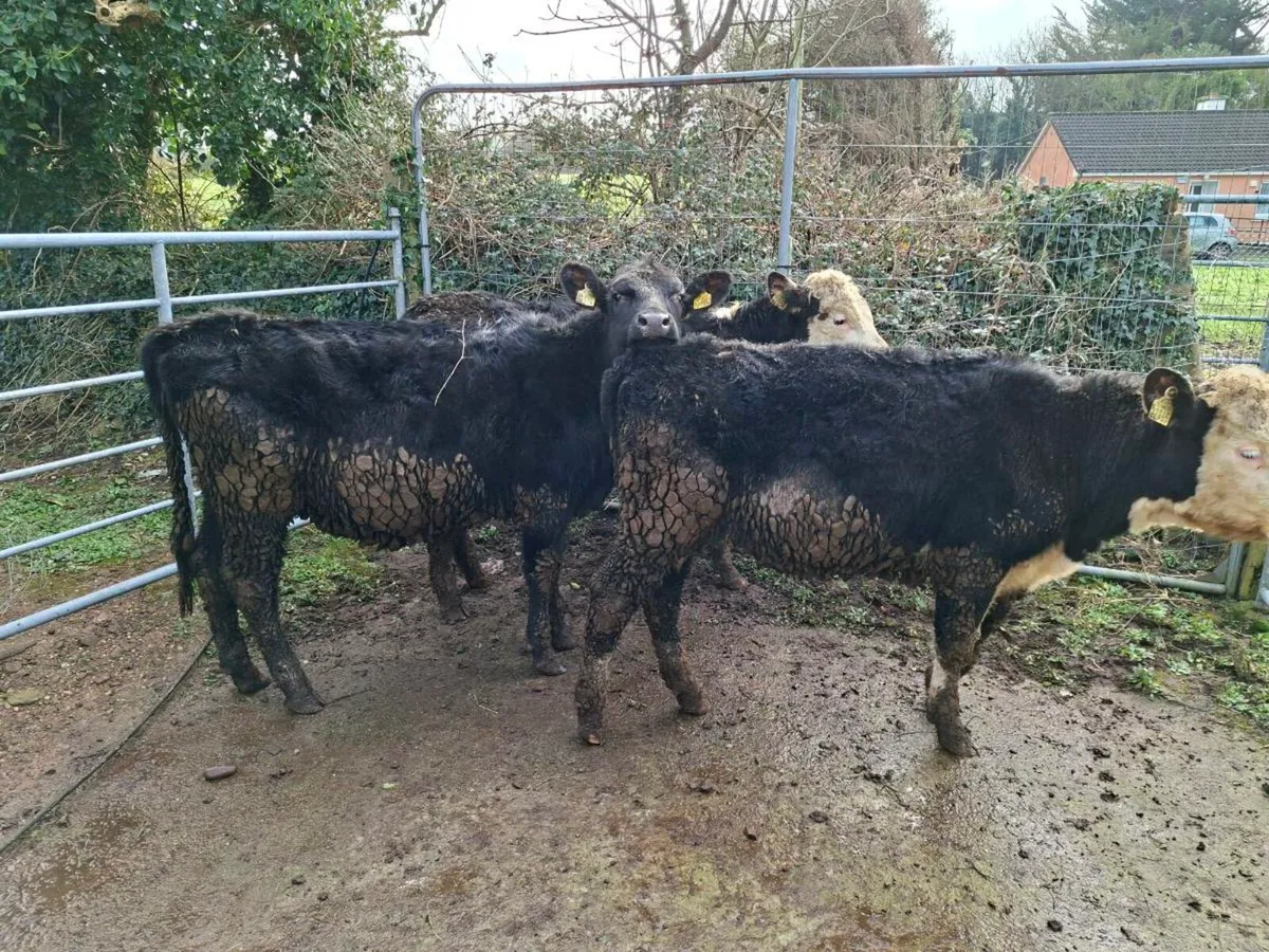 3 heifers - Image 2