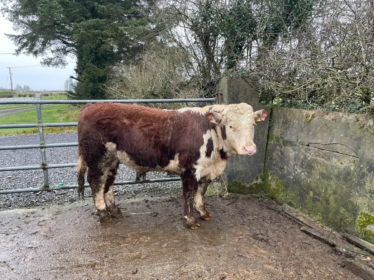 Hereford Bull - Image 1