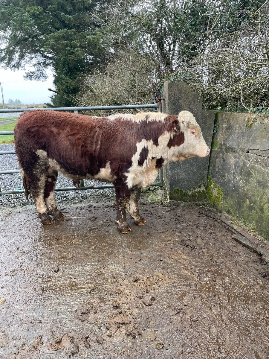 Hereford Bull - Image 2