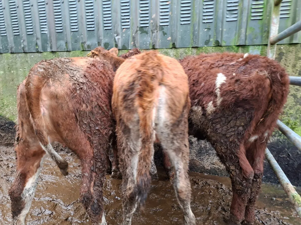 Shorthorn  limousin  cross Heifers - Image 2