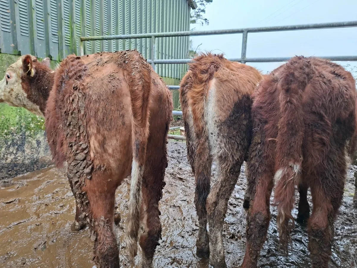 Shorthorn  limousin  cross Heifers - Image 3
