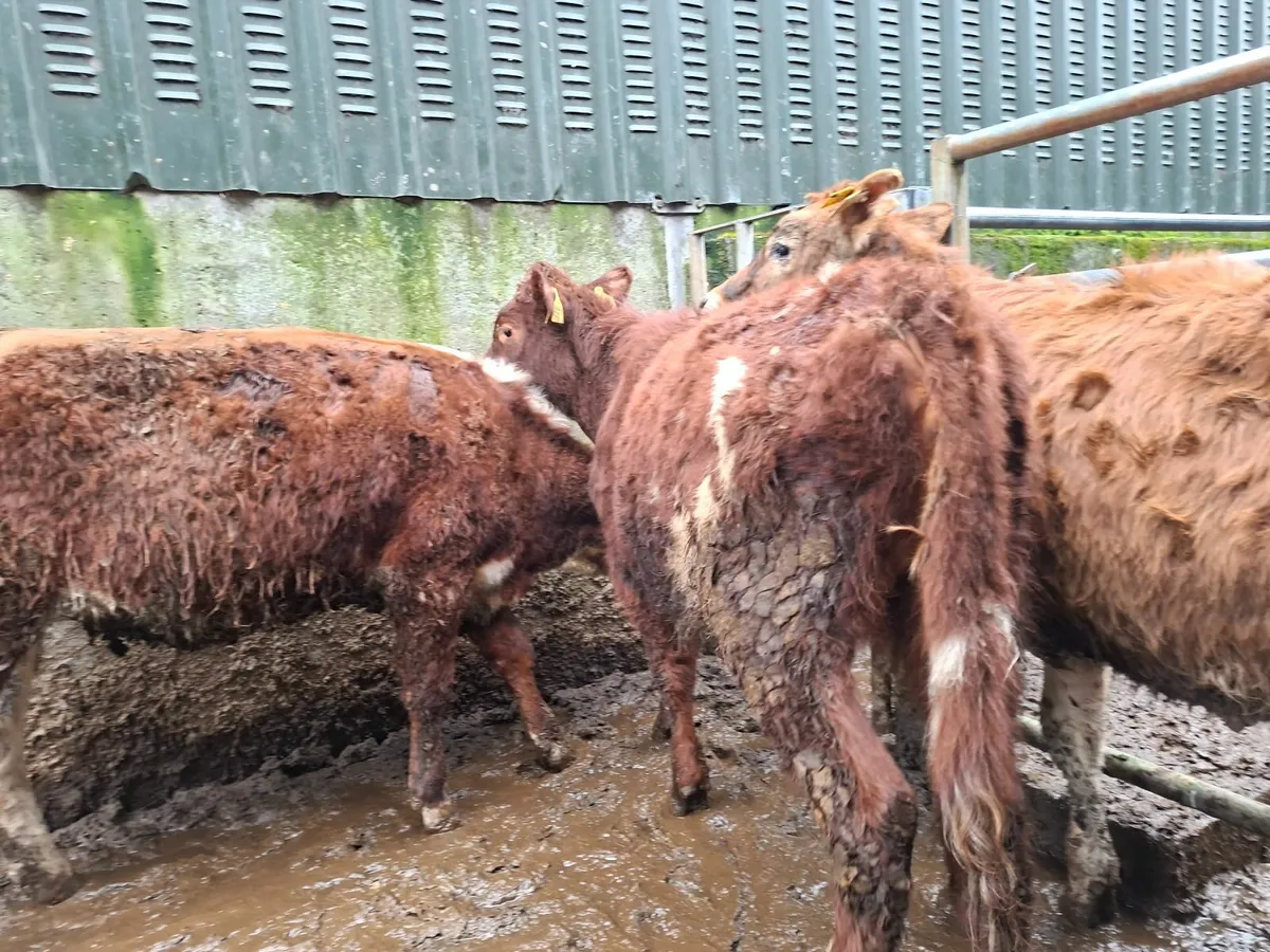 Shorthorn  limousin  cross Heifers - Image 4