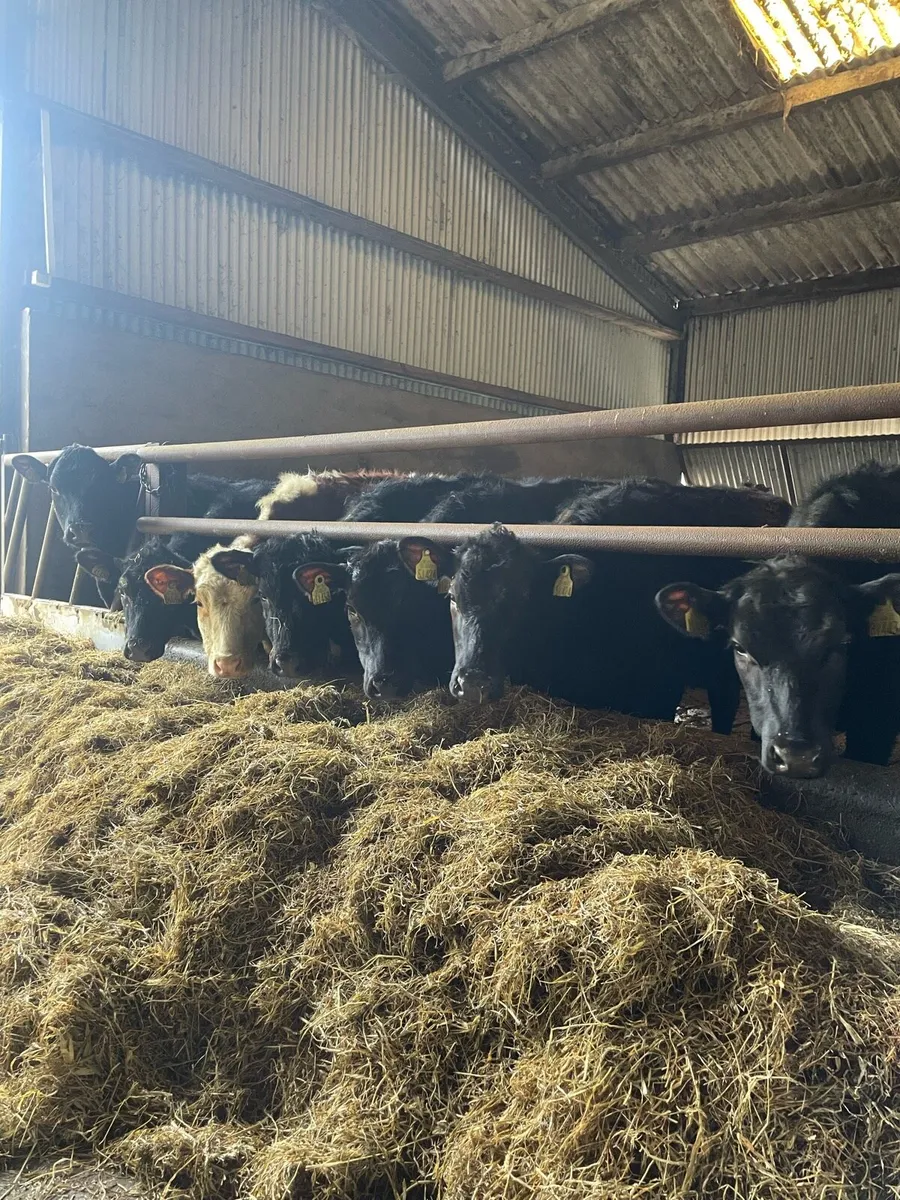 Angus Heifers - Image 2