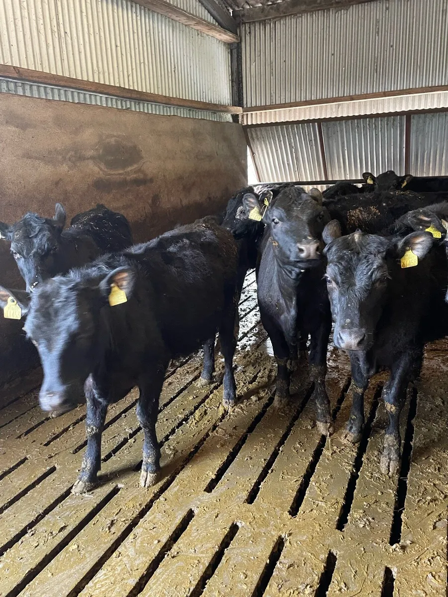 Angus Heifers - Image 1