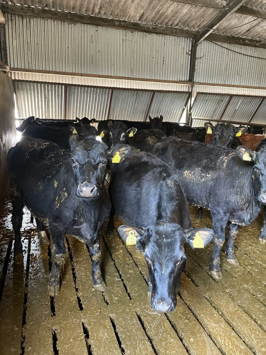 Angus Heifers - Image 3