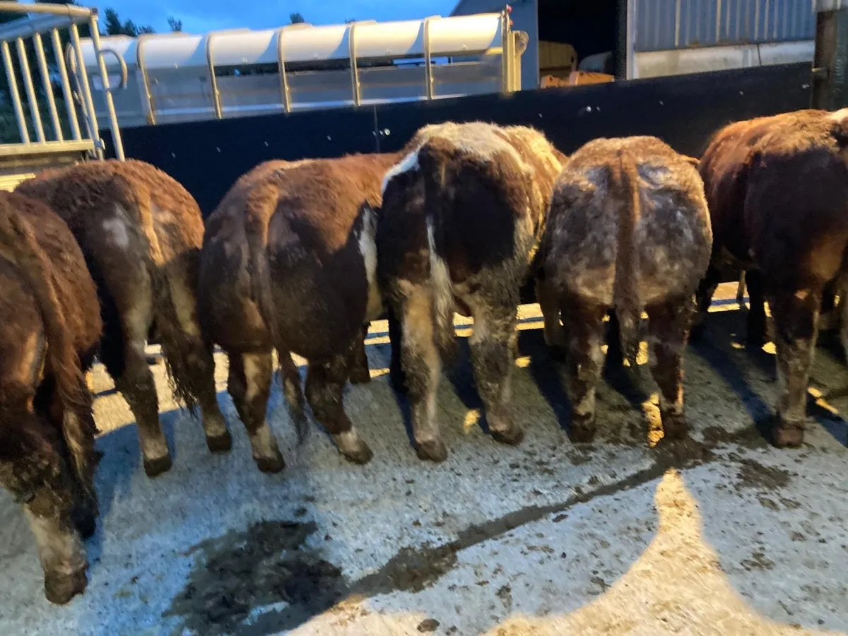 Livestock Beef - Image 3