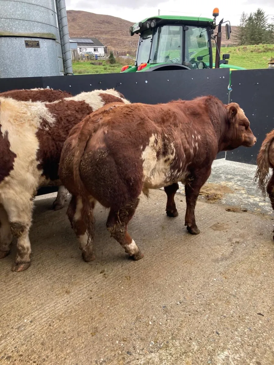 Livestock Beef - Image 1