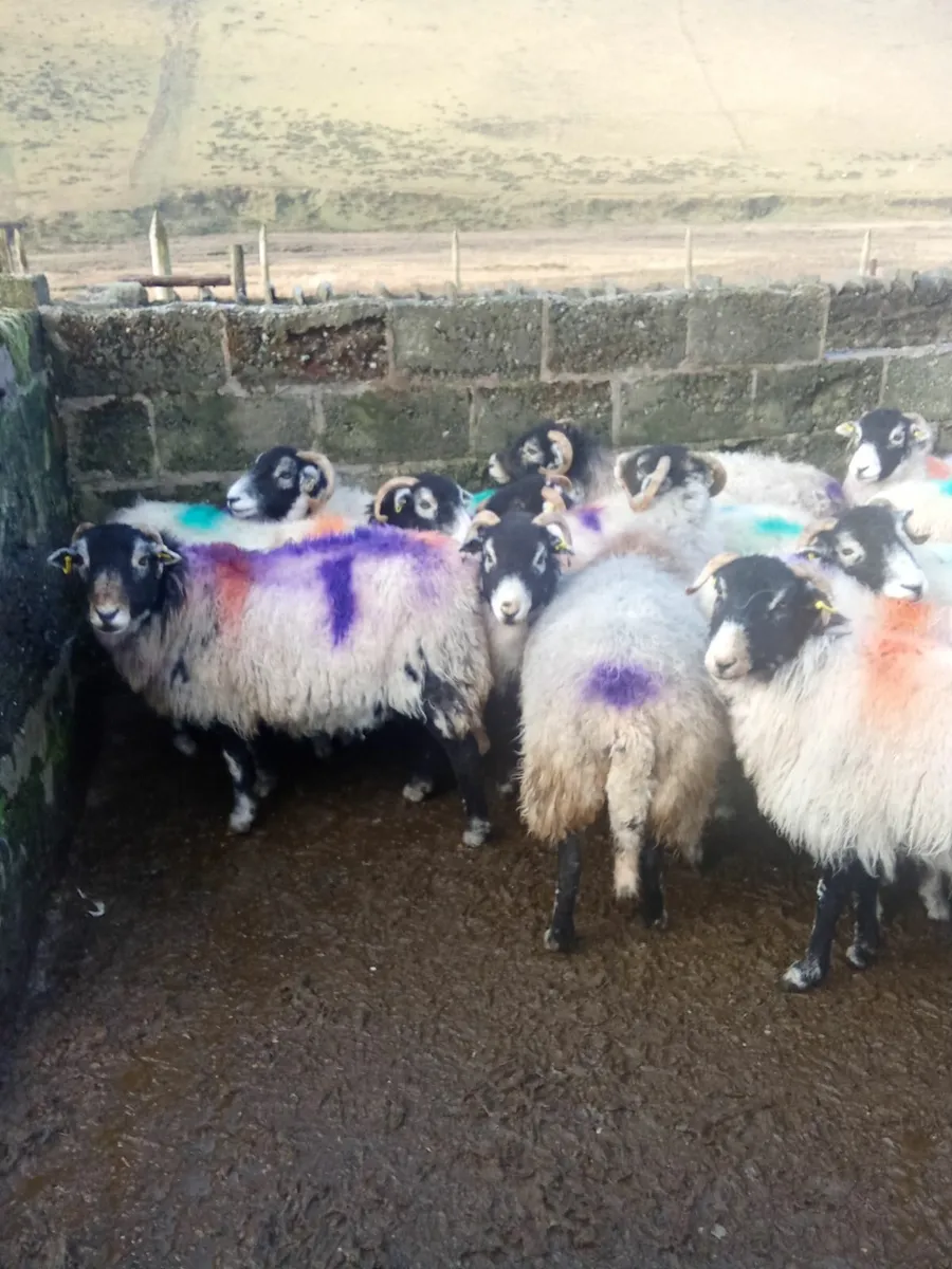 Purebred Swaledale ewes - Image 2