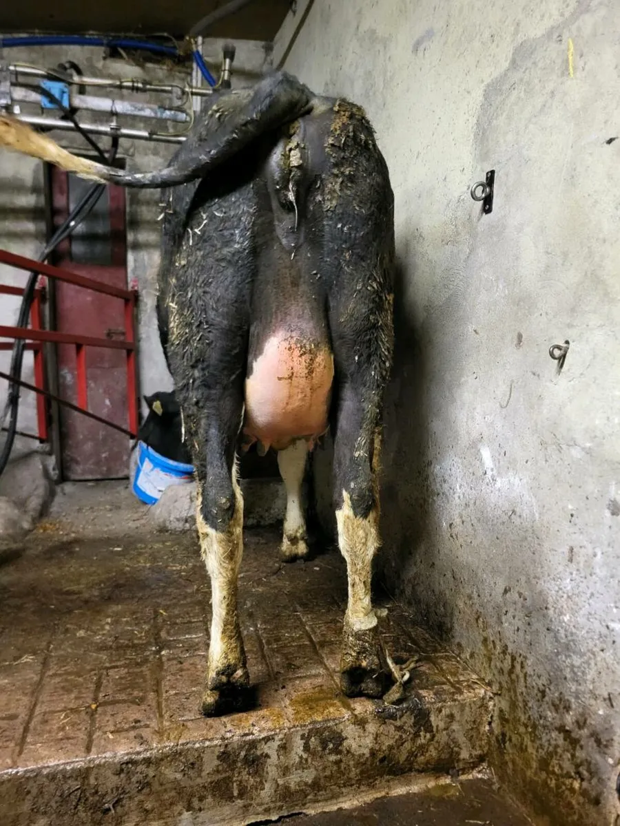 Calved and heifers on point of calving - Image 3