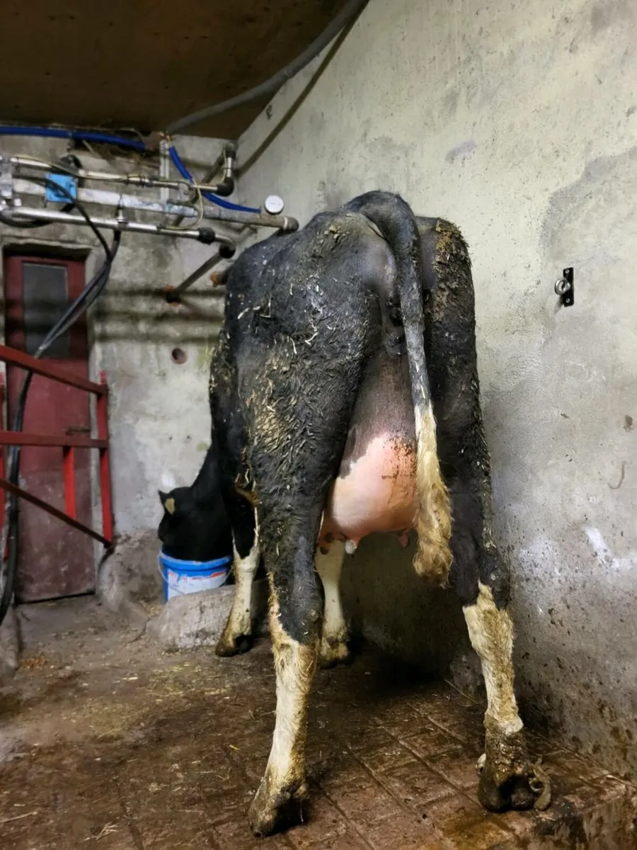 Calved and heifers on point of calving - Image 1