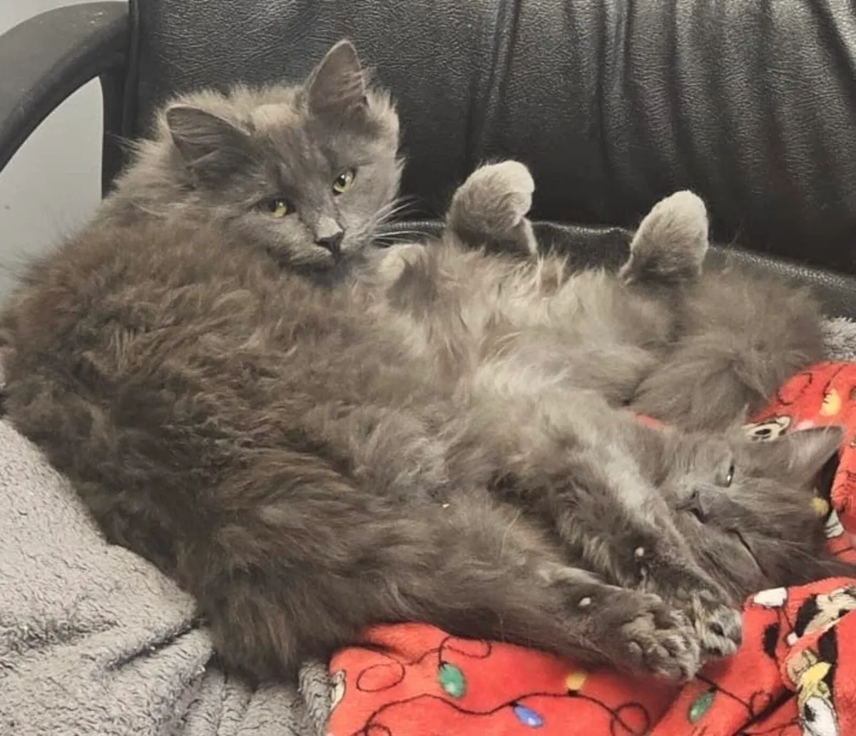 Catstrust adoption and protection. Rescued . - Image 1