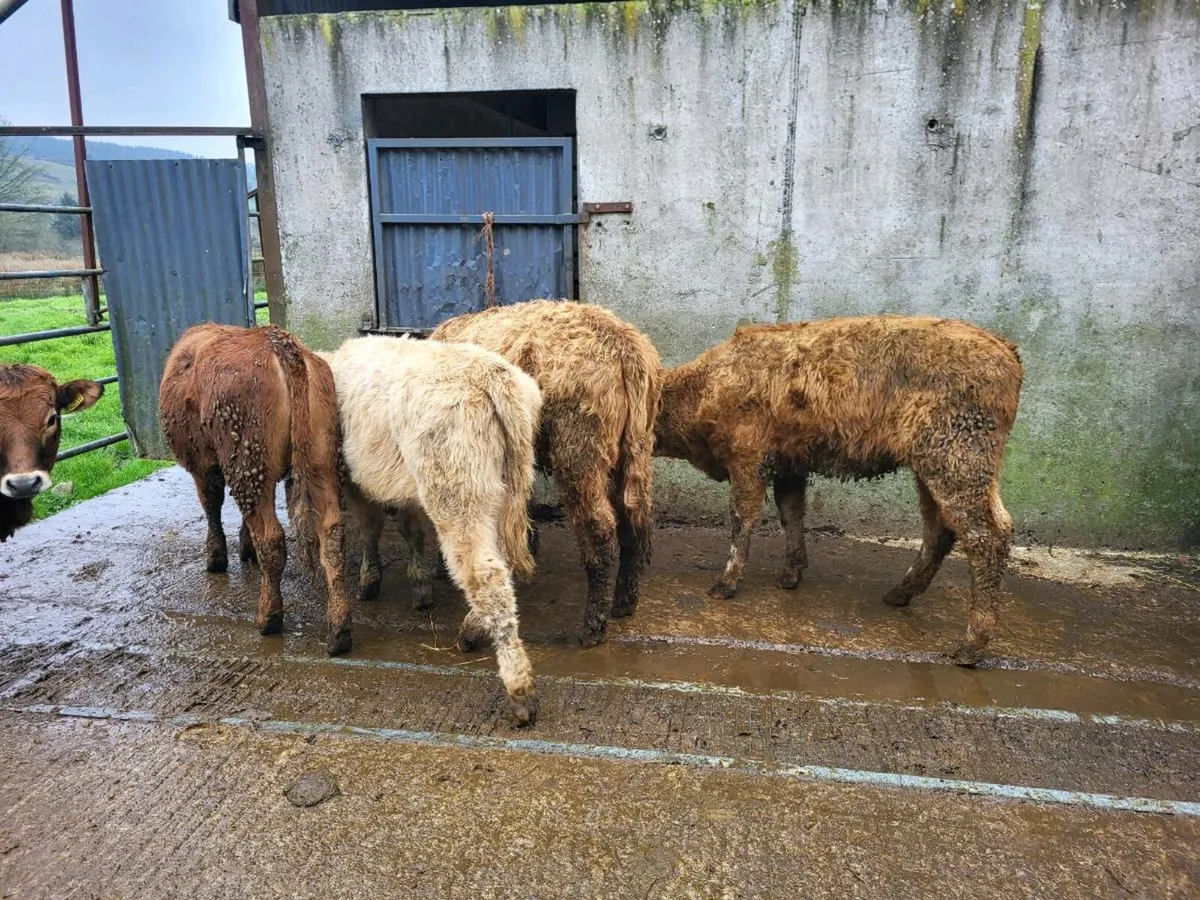 5 heifers - Image 2