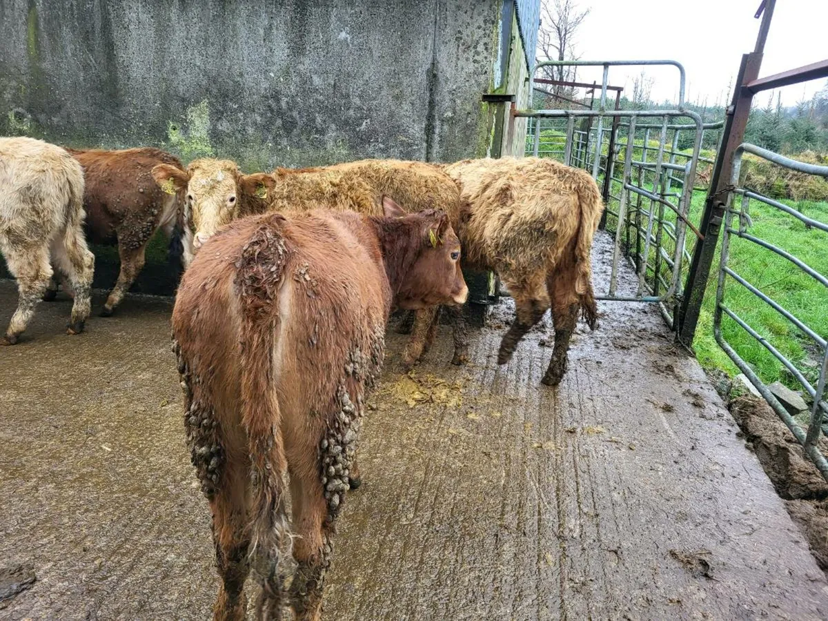 5 heifers - Image 4
