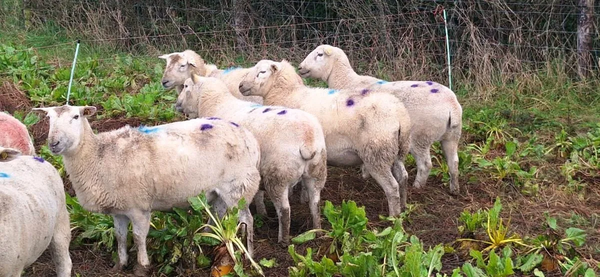 Easycare Triplet bearing ewes - Image 1