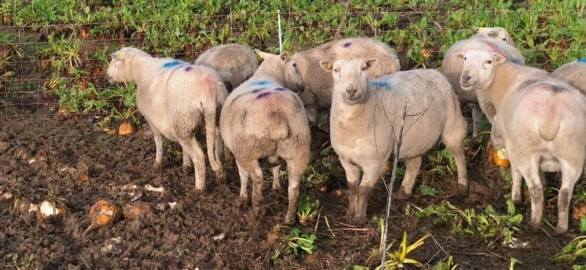 Easycare Triplet bearing ewes - Image 2