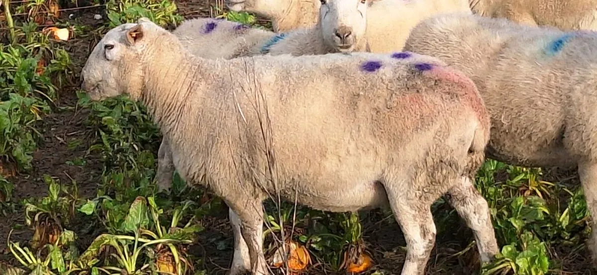 Easycare Triplet bearing ewes - Image 3