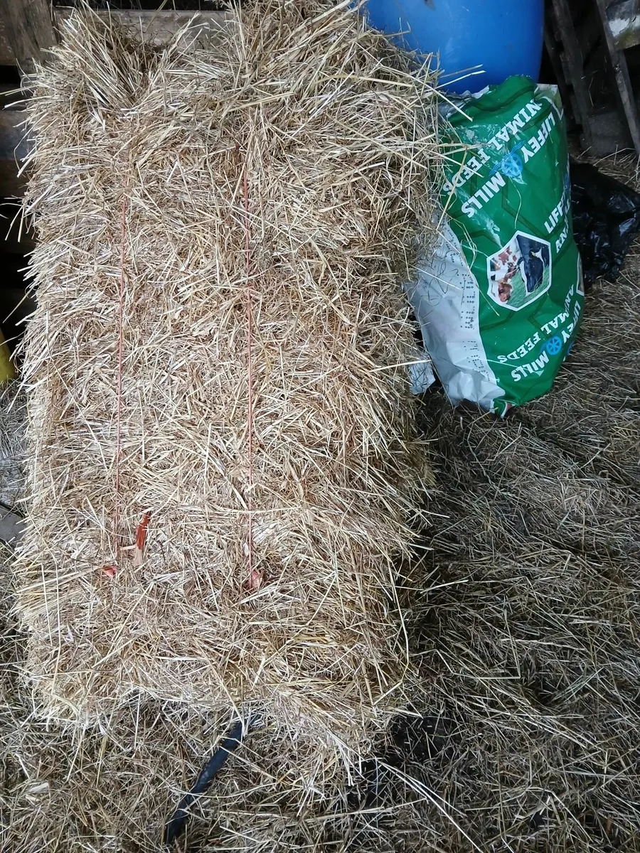 100 square bales Hay