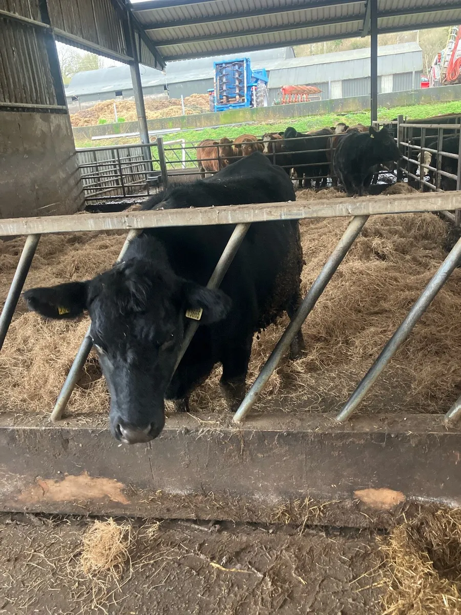 In calf Angus heifers