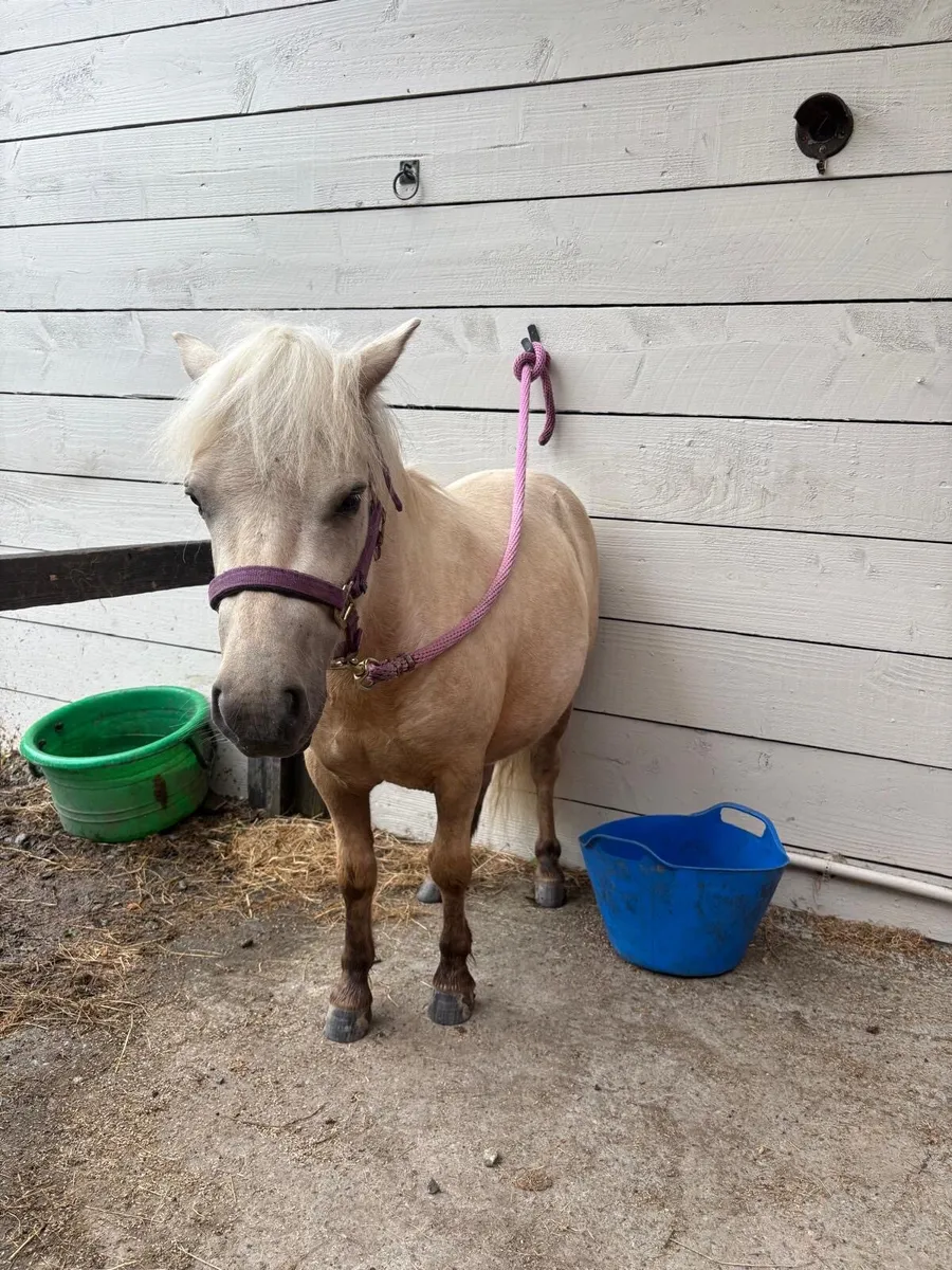 Shetland Pony - Image 1