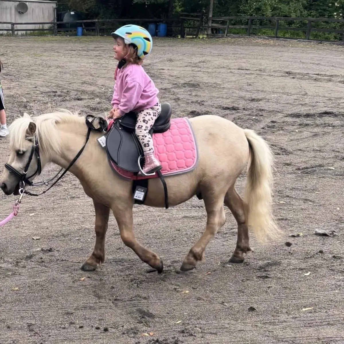 Shetland Pony - Image 2