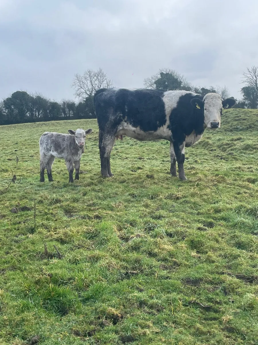 Cow and calf - Image 3