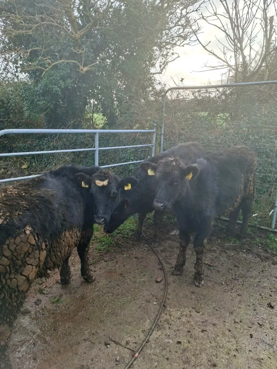 3 Angus bullocks - Image 1