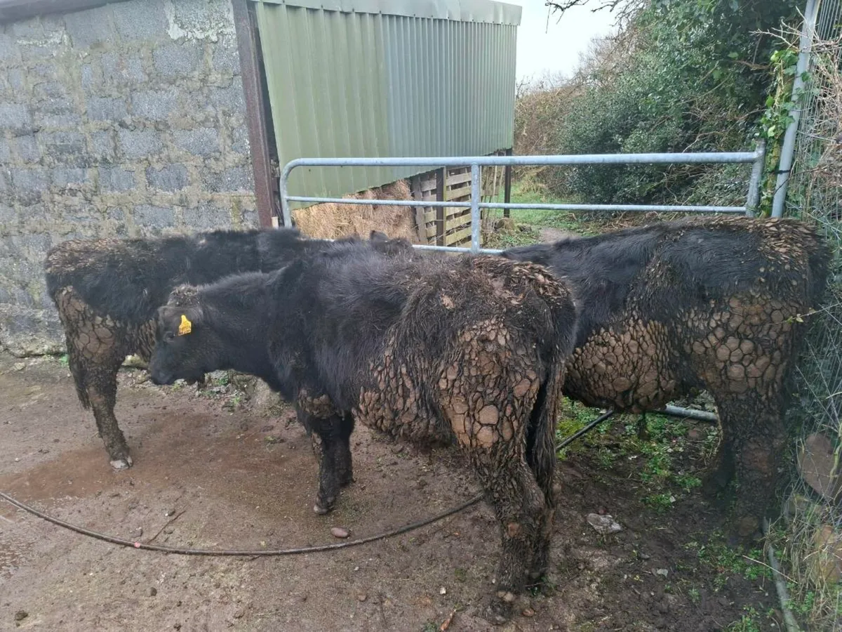 3 Angus bullocks - Image 3