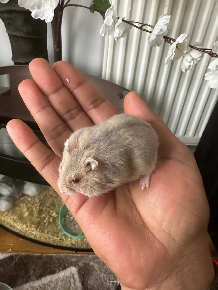 Quick sell Hamster baby and adults - Image 3