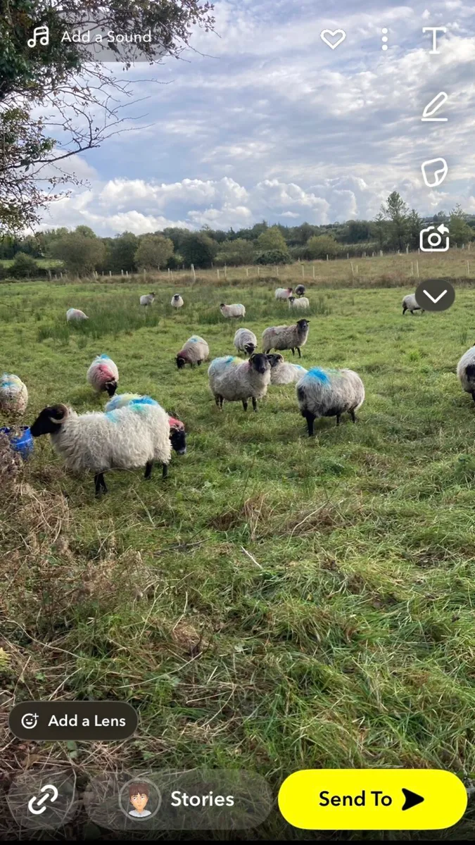 10 broken mouth ewes inlamb
