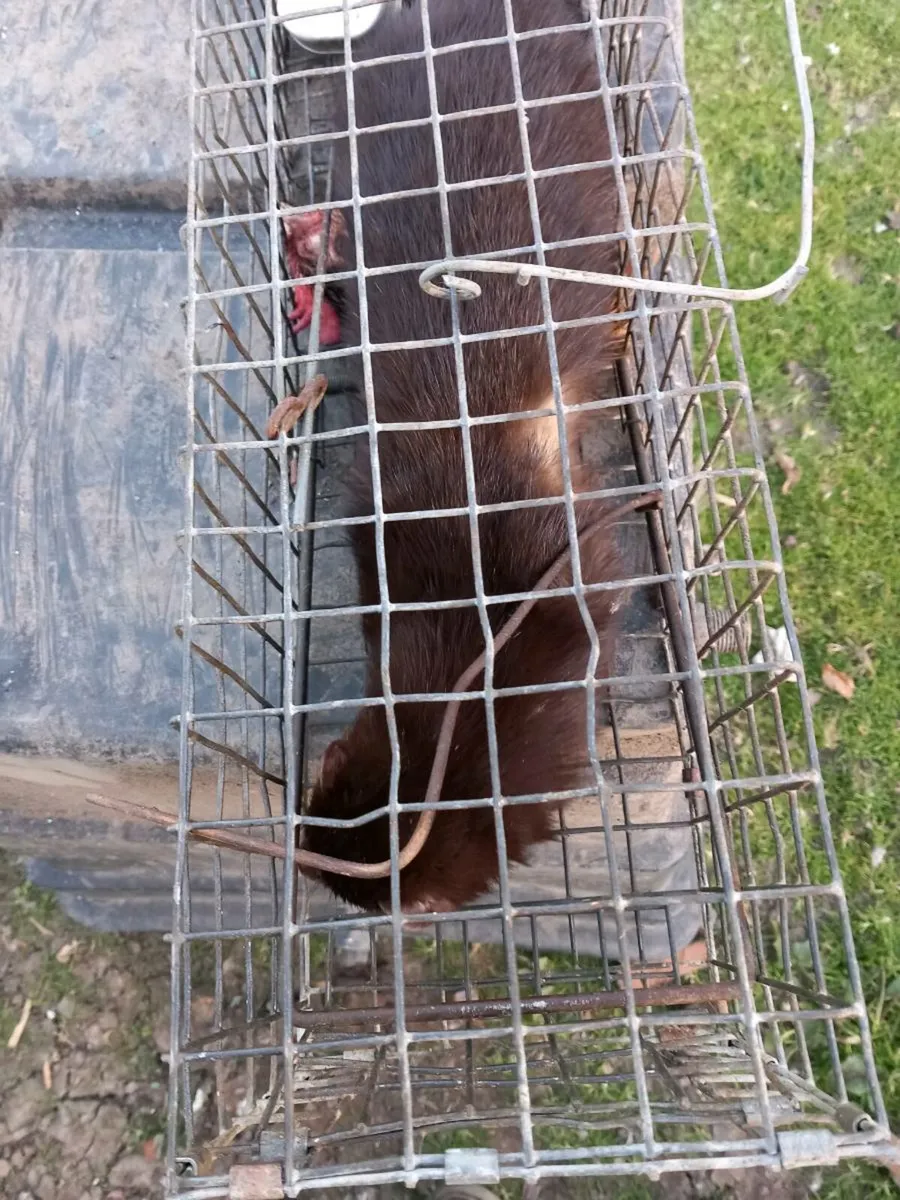 Drinking bowls - Image 4