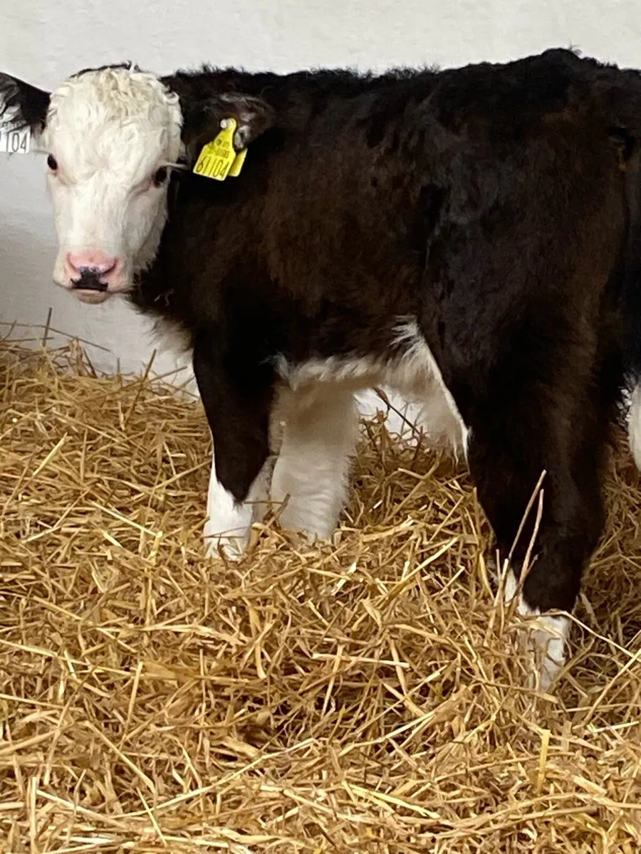 2 SUPER AI BRED WHITEHEAD BULL CALVES - Image 4