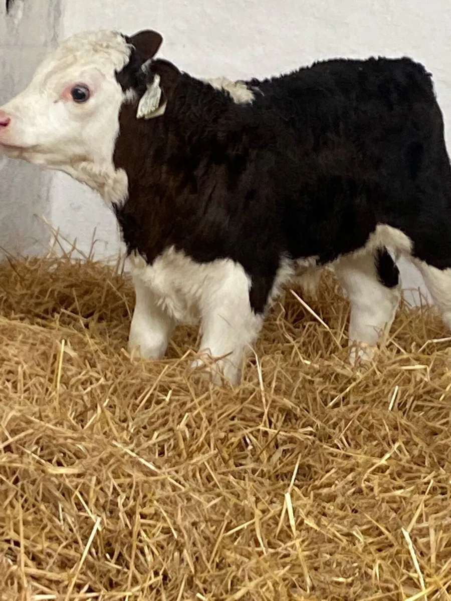 2 SUPER AI BRED WHITEHEAD BULL CALVES - Image 1