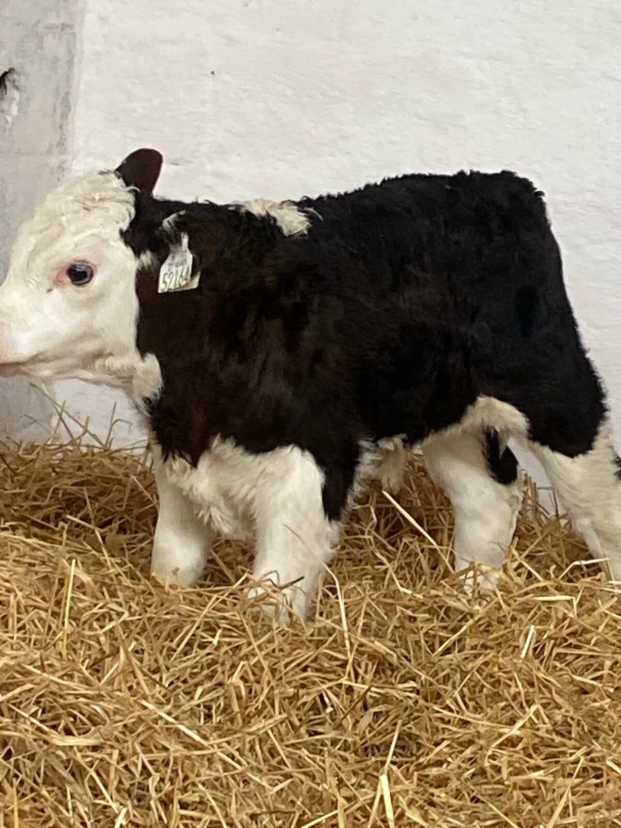 2 SUPER AI BRED WHITEHEAD BULL CALVES - Image 2