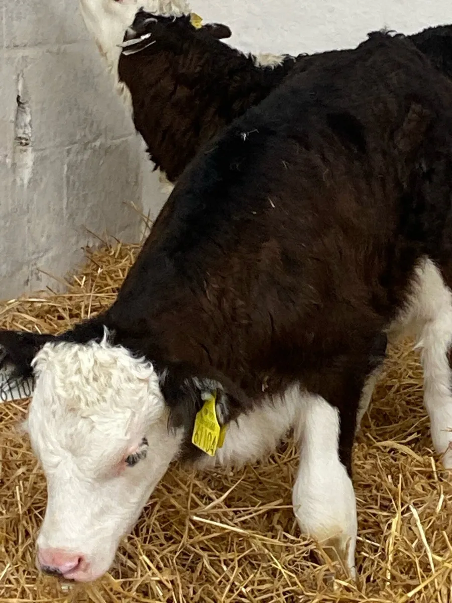 2 SUPER AI BRED WHITEHEAD BULL CALVES - Image 3