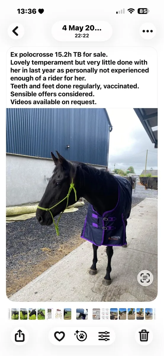 15.2  16yr old TB Mare