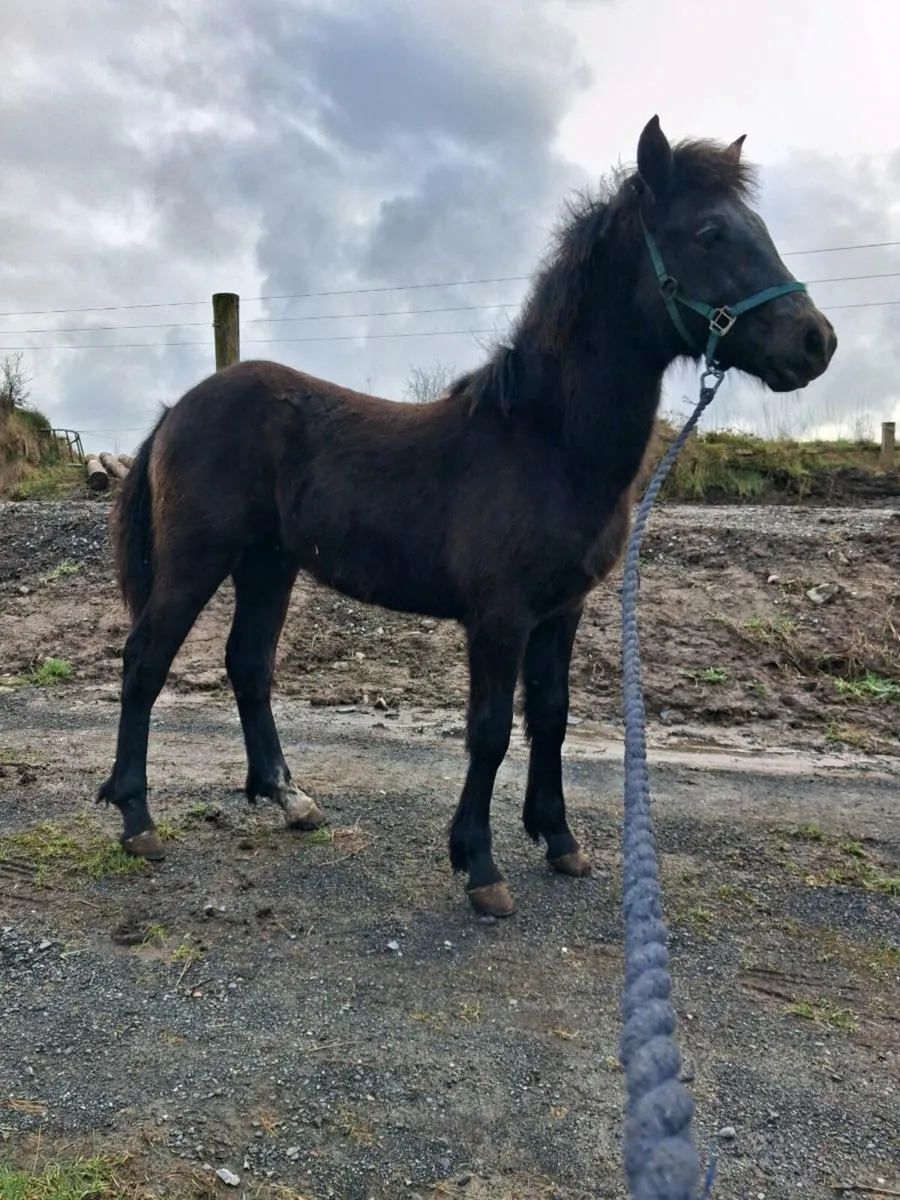 Connemara foals - Image 1
