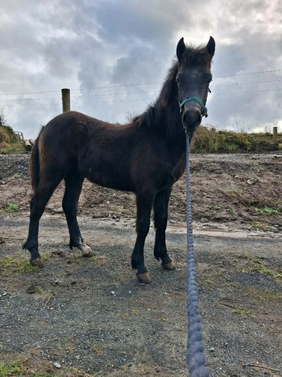 Connemara foals - Image 2