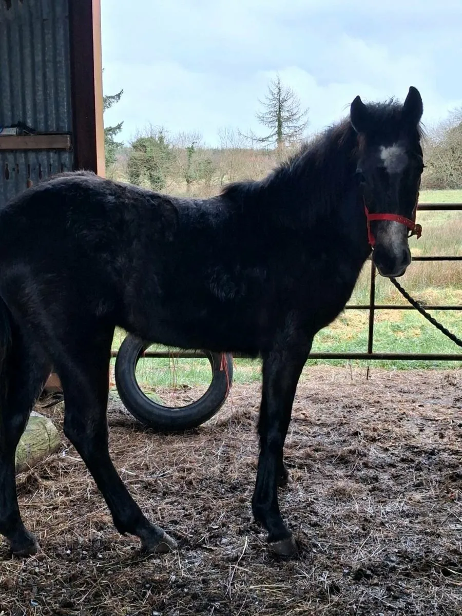 Connemara foals - Image 3
