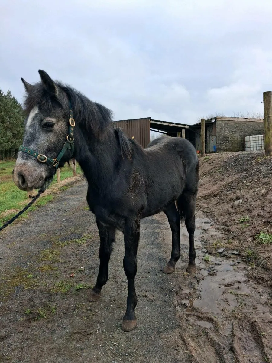 Connemara foals - Image 4
