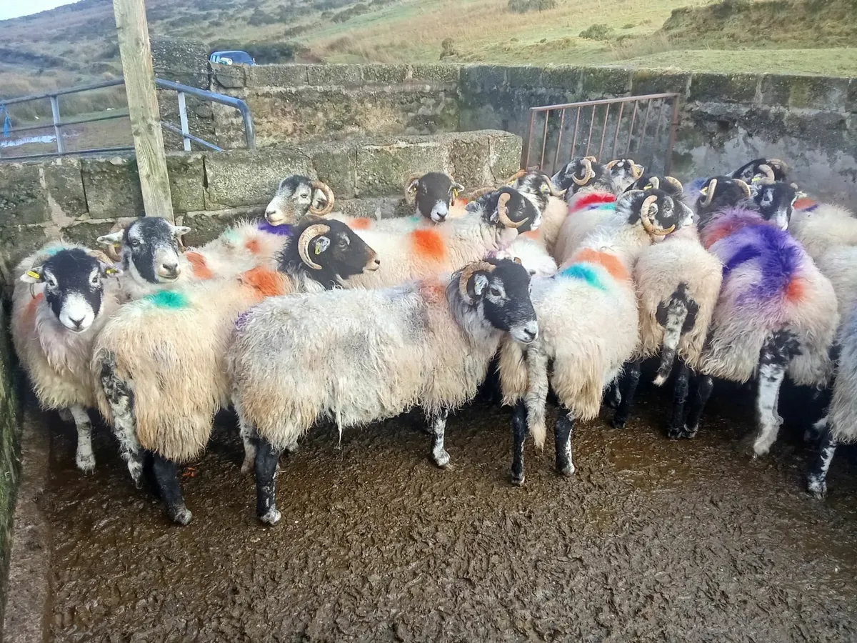 Purebred Swaledale ewes - Image 1