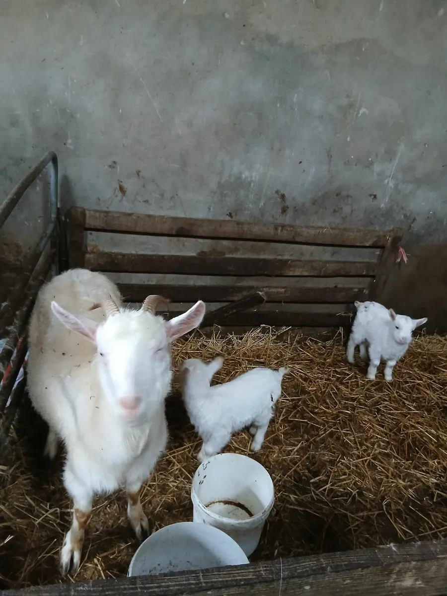Nanny  goat  and kiddies - Image 1