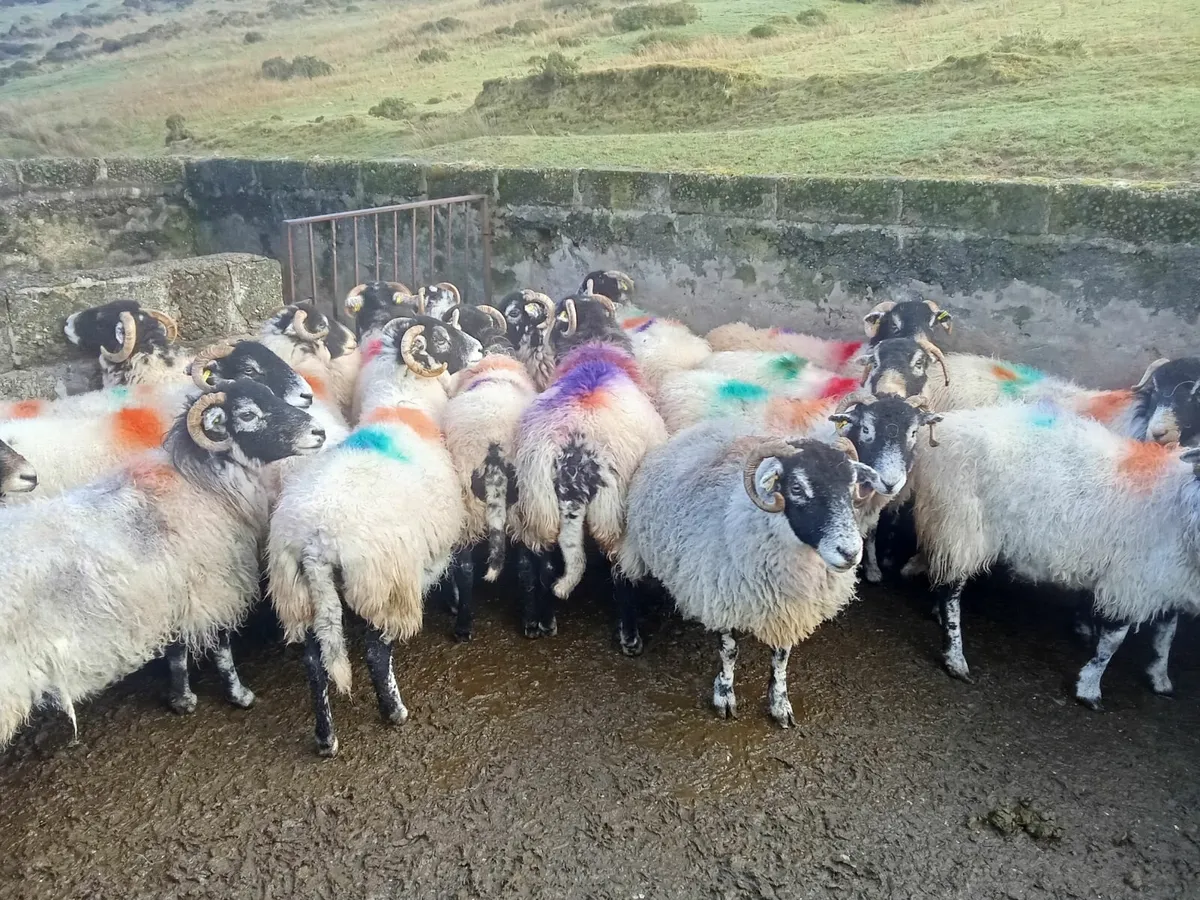Purebred Swaledale ewes - Image 3