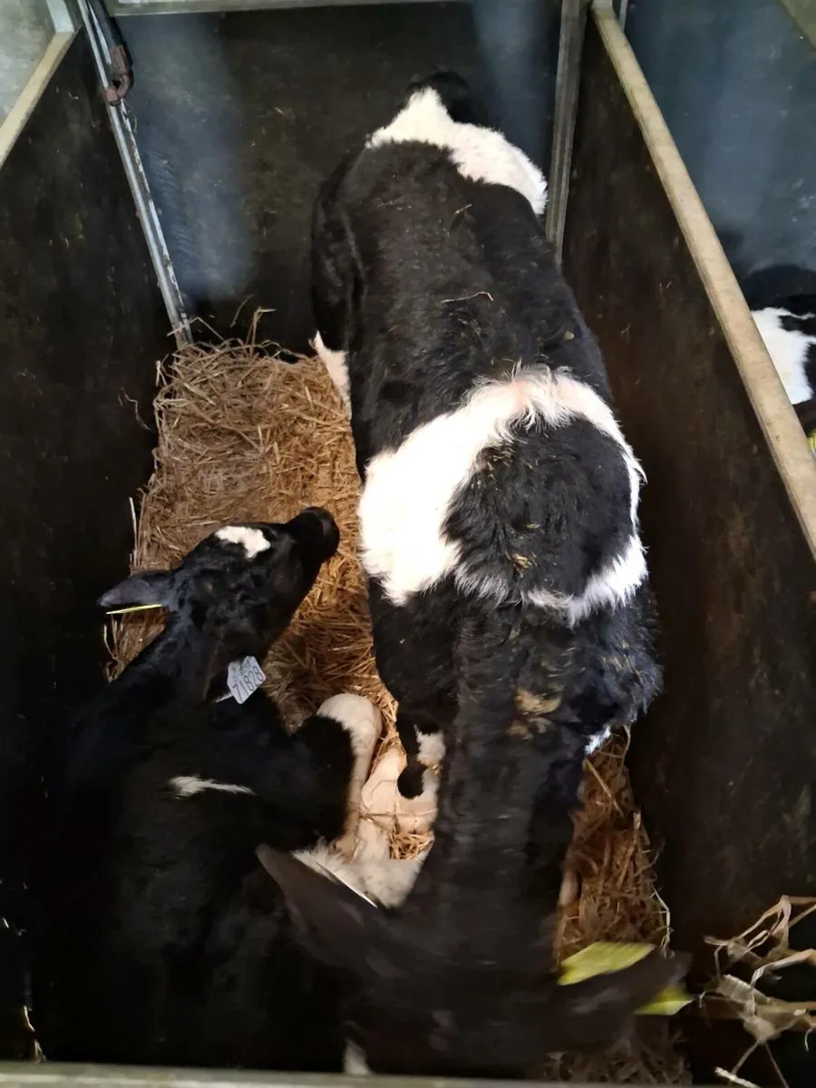 Fr bull calves - Image 2