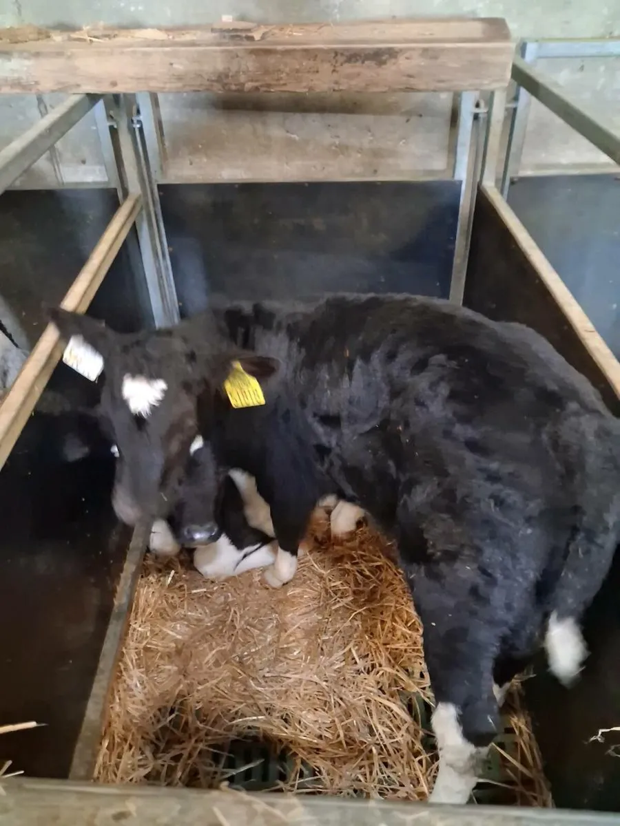 Fr bull calves - Image 3