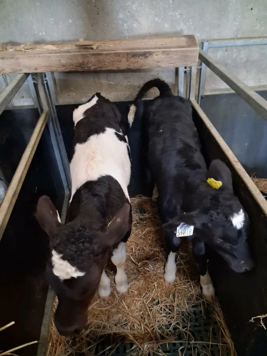 Fr bull calves - Image 1