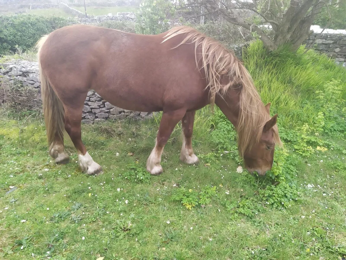 Chestnut Mare for sale - Image 1