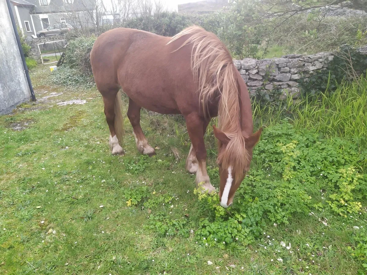 Chestnut Mare for sale - Image 2