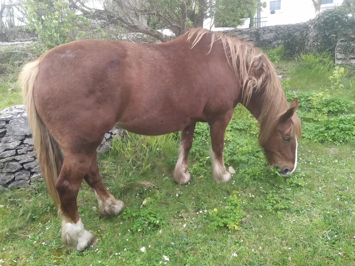 Chestnut Mare for sale - Image 4